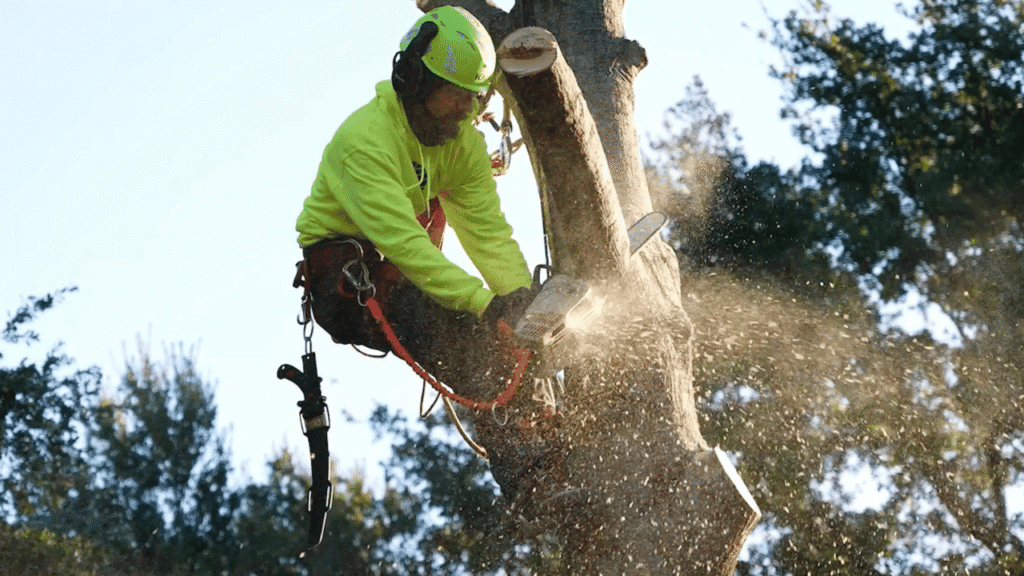 Professional Sewer Line Tree Root Removal in DFW