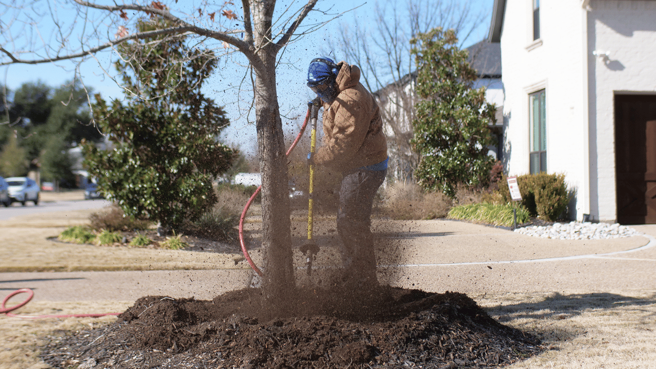 tree root removal dfw