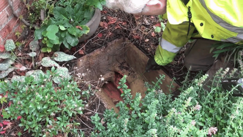 root-problems-in-drain-pipes-image
